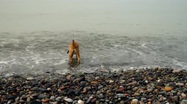 Büyük köpek deniz çakıl taşlı sahilde yürüyor fırtınalı dalgalarda banyo yapıyor, su içiyor, zıplayarak oynuyor. Evsiz hayvan temiz su buluyor. Sıcak ülkelerdeki sokak evsizleri sorunu.