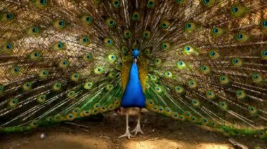 Güneşli havalarda hayvanat bahçesinde yayılmış mavi tavus kuşu portresi. Vahşi hayvanların doğal yaşam alanı. Tavuskuşu yerde yürüyor. Çiftleşme döneminde tüyleri gösteren tavus kuşu dişileri cezbeder.