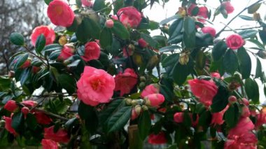 Japon kamelyası - Kamelya japonica - güneşli baharda pembe çiçekleri kaplayan ağaç. Çiçek açan kamelya çiçekleri ve çalılıklarda yaprakları parlayan tomurcuklar. Bitkilerin doğa güzelliği.