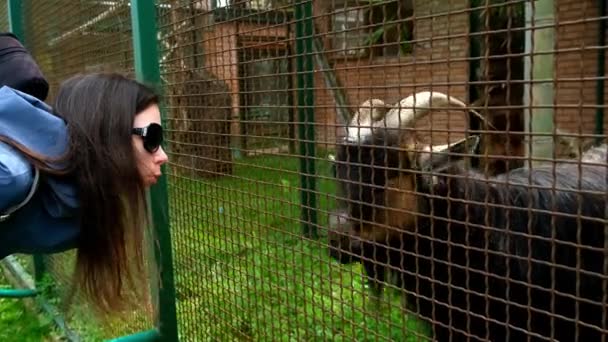 Γυναίκα Τουρίστρια Γυαλιά Ηλίου Που Μιλάει Παίζοντας Γιακ Κατσικάκι Ζωολογικό — Αρχείο Βίντεο