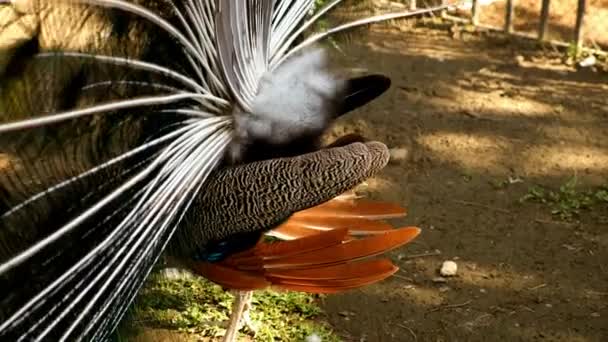 在阳光充足的天气里 在动物园里把蓝色的孔雀与展开的尾巴连接起来 野生动物的自然保护区生活 孔雀在地面上行走 春交期长出羽毛的孔雀吸引雌性 — 图库视频影像