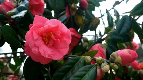 Японская Камелия Camellia Japonica Дерево Покрыты Розовыми Цветами Крупным Планом — стоковое видео