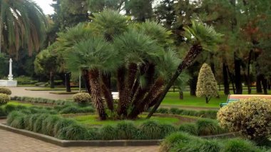 Lush chamaerops palm cluster in serene landscaped urban park setting. Tropical green area with bushes, palm trees for rest, relax. Park with comfort infrastructure in overcast day in Batumi Georgia.
