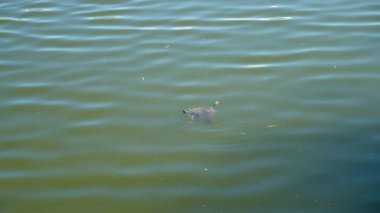 European pond turtle slowly descending beneath calm green lake waters, gently creating rippling surface patterns and gradually disappearing underwater. Wildlife usual life of animals in nature.