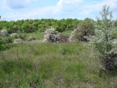 Ukrayna 'nın güney ormanlarındaki güneşin ılık ışınları altında açan bahar doğasının eşsiz güzelliği..