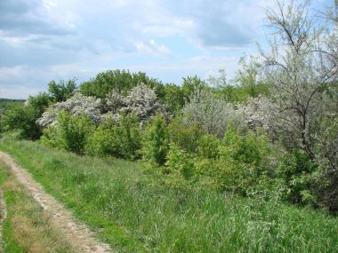 Ukrayna 'nın güney ormanlarındaki güneşin ılık ışınları altında açan bahar doğasının eşsiz güzelliği..