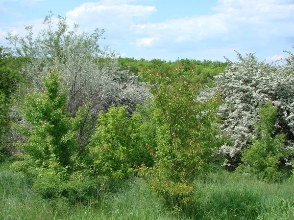 Felülmúlhatatlan Szépség Virágzó Tavaszi Természet Alatt Meleg Napsugarak Déli Erdők — Stock Fotó