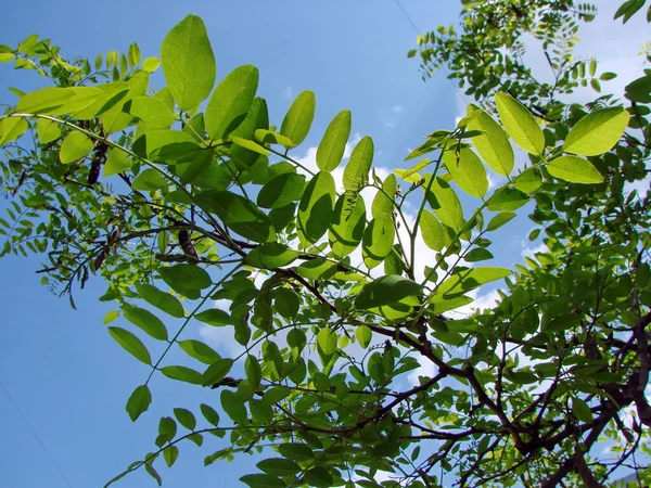 Kvetoucí Acacia Pozadí Mraků Které Sotva Zakryly Slunce Modré Jarní — Stock fotografie