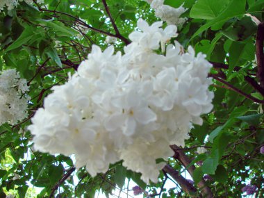 Sulu yeşil yapraklarla çevrili beyaz leylak tomurcuklarının doğal bir resmi..