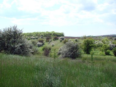 Bir bozkır ormanının eteğindeki yemyeşil bir halının manzarası..
