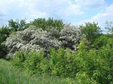 Ukrayna 'nın güney ormanlarındaki güneşin ılık ışınları altında açan bahar doğasının eşsiz güzelliği..