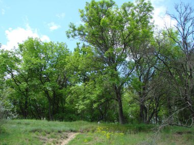 Gün ortası güneş ışınlarının altında, mavi bulutlu gökyüzünün arka planında çiçek açan genç bir bahar ormanının manzarası..