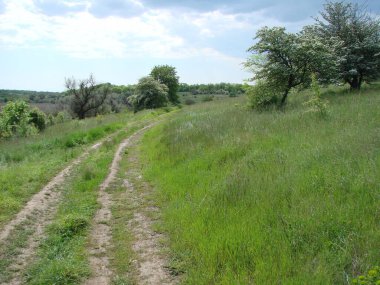 Ufukta bulutlu bir bahar gökyüzünün arka planında çiçek açan ağaçlar arasında kıvrılan bir orman yolu manzarası..