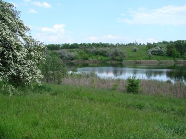 Küçük bir bozkır gölünün kıyısındaki yemyeşil bir bahar bitkisi manzarası bulutlu mavi bir gökyüzünün arka planında.