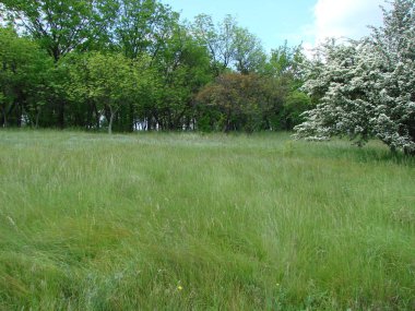 Genç ağaçların eteğindeki yemyeşil çimlerden oluşan yumuşak bir halı ile kaplı bir orman manzarası..