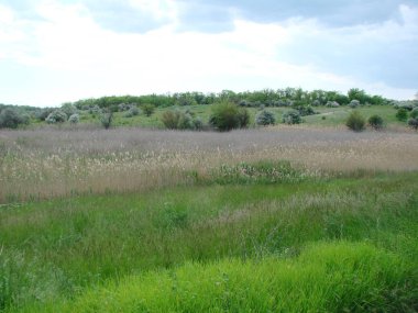 Sazlıklardan oluşan kıyı çalılıkları bozkır deposunu yavaş yavaş kirletir ve boyutunu azaltır..