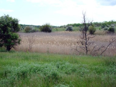Kuru bir bataklık göletinin manzarası gri tüylü bir saz ve kamış kazığı örtüsüyle kaplıydı..