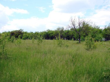 Genç ağaçların eteğindeki yemyeşil çimlerden oluşan yumuşak bir halı ile kaplı bir orman manzarası..