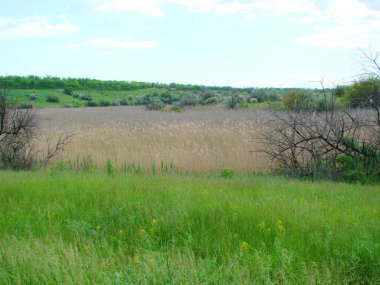 Kuru bir bataklık göletinin manzarası gri tüylü bir saz ve kamış kazığı örtüsüyle kaplıydı..