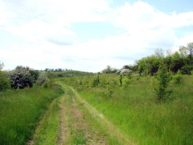 Uzun yağmurlardan sonra ufkun ötesinde bulutlu bir gökyüzüne doğru süzülen genç otlarla kaplanmış bir orman yolu manzarası..