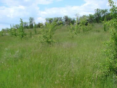 Genç ağaçların eteğindeki yemyeşil çimlerden oluşan yumuşak bir halı ile kaplı bir orman manzarası..