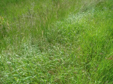 Bir bozkır ormanının eteğindeki yemyeşil bir halının manzarası..
