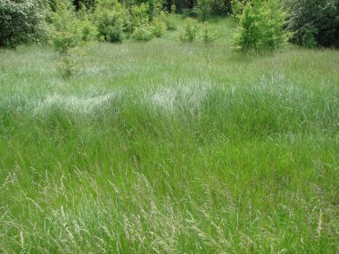 Bir bozkır ormanının eteğindeki yemyeşil bir halının manzarası..