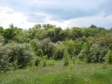 Güneşin altında çiçek açan bir bahar ormanının inanılmaz doğal güzelliği bulutlu bir gökyüzünün arka planına karşı..