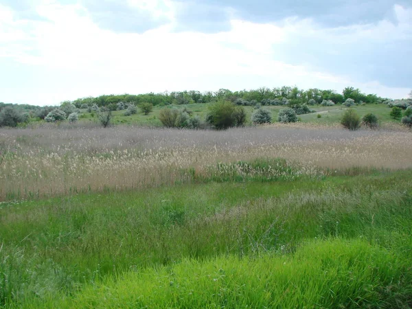Sazlıklardan oluşan kıyı çalılıkları bozkır deposunu yavaş yavaş kirletir ve boyutunu azaltır..