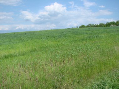 Genç buğday filizleriyle kaplı tarlanın inanılmaz güzelliği sayısız yeşillik tonunu etkiler..