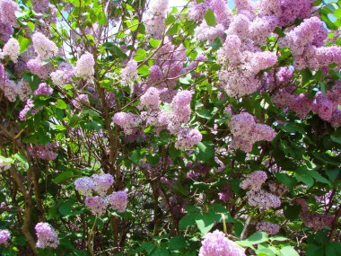 Bahar leylağının çiçek tomurcuklarının üzerinde pembenin narin açık tonlarından oluşan bir palet..
