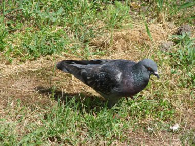 Vahşi bir güvercin, ekili bir tarlanın yakınlarında yiyecek aramak için bahar güneşinin tadını çıkarır..