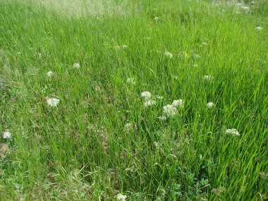 Bahar doğasının yemyeşil çiçeklenmesine hayran olmak, ılık güneşli havada sayısız yeşil ve beyaz rengin tadını çıkarmak hoş..