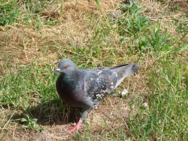 Vahşi bir güvercin, ekili bir tarlanın yakınlarında yiyecek aramak için bahar güneşinin tadını çıkarır..