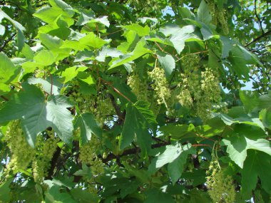Genç yeşil akçaağaç yaprakları mavi-beyaz gökyüzünün arka planında bahar sonunda güzellikleriyle etkileyicidir..