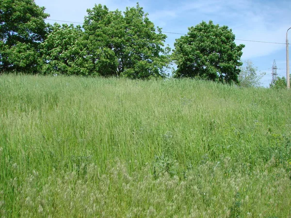 Panorama Miękkiego Zielonego Dywanu Bujnej Wiosennej Roślinności Podnóża Stepowego Lasu — Zdjęcie stockowe
