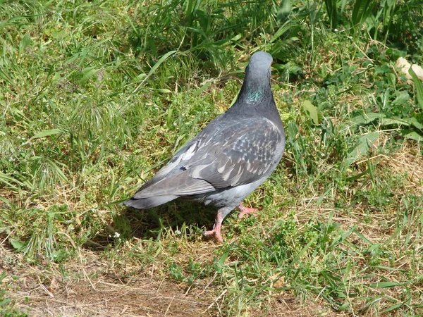 Pigeon Sauvage Prélasse Dans Les Rayons Soleil Printanier Recherche Nourriture — Photo