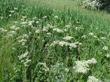 Bahar doğasının yemyeşil çiçeklenmesine hayran olmak, ılık güneşli havada sayısız yeşil ve beyaz rengin tadını çıkarmak hoş..