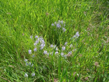 Bozkır çiçeğinin mavi çiçekleri yemyeşil bahar otlarının yaprakları arasından güneşin ılık ışınlarına doğru yol alır..