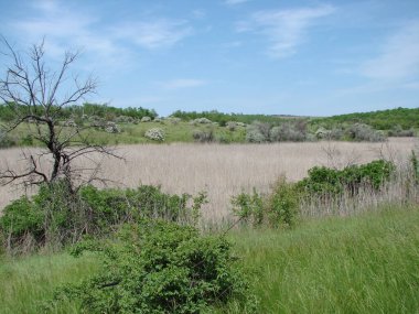 Kuru bir bataklık göletinin manzarası gri tüylü bir saz ve kamış kazığı örtüsüyle kaplıydı..