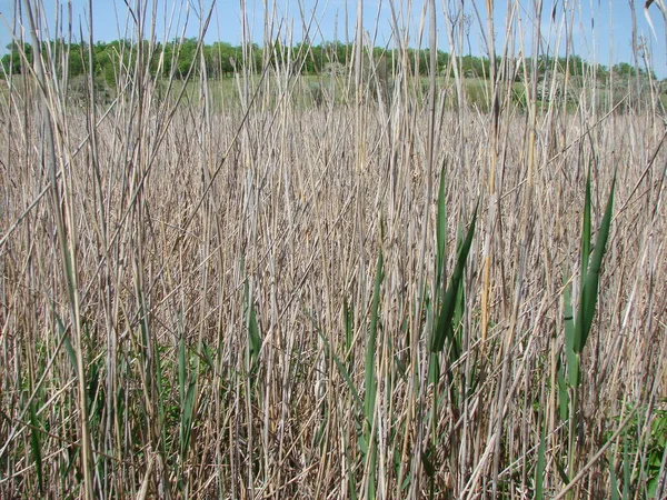 Stock image A natural picture of a dry pond covered with dry sedge bushes surrounded by spring vegetation.