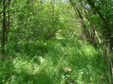 Ormanın zeminine uzanan uzun çayırlarda yeni ayak basılmış bir yola derin bir bakış..
