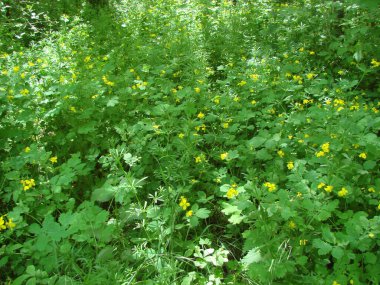 Sıcak bahar güneşinin altında çiçek açan vahşi bozkır bitkisinin inanılmaz doğal sarı-yeşil manzarası..