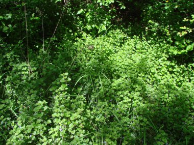 Ukrayna 'nın güney ormanlarındaki güneşin ılık ışınları altında açan bahar doğasının eşsiz güzelliği..