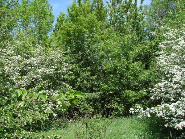 Egy Virágzó Ukrán Erdő Tája Tavasz Végén Meleg Nap Sugarai — Stock Fotó