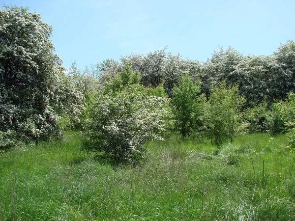 Egy Virágzó Ukrán Erdő Tája Tavasz Végén Meleg Nap Sugarai — Stock Fotó
