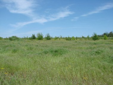 Uçsuz bucaksız Ukrayna bozkırlarının manzarası yumuşak yeşil bir lahanayla kaplıydı..