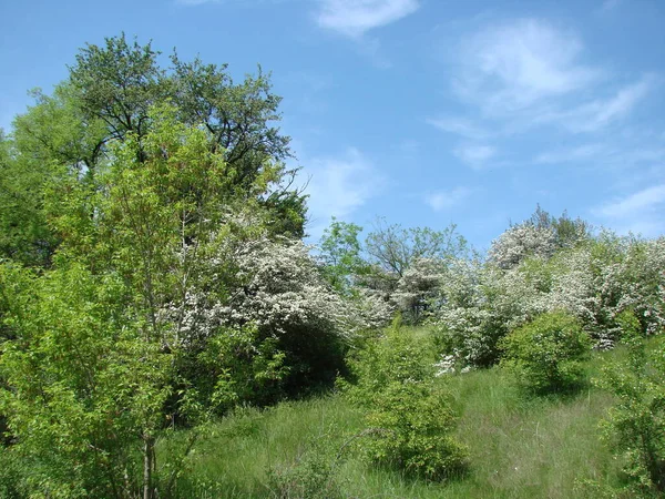 Удивительное Естественное Сочетание Пышной Зеленой Травы Белоснежных Лепестков Цветущего Дерева — стоковое фото