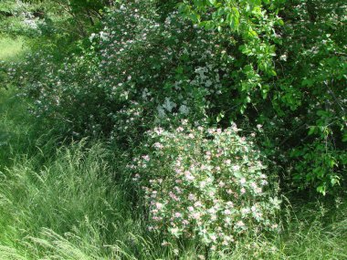 Bahar ormanlarının inanılmaz renk paleti her gezginin büyüleyici bakışlarını cezbeder..