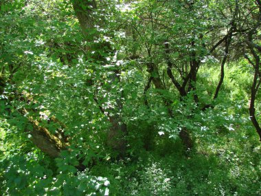 Ağaçların yapraklarının arasından süzülen bahar güneşinin ışınlarıyla aydınlatılan ormanın derinliklerinde aşılmaz bir çalılık manzarası..